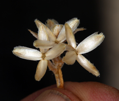 Tetradymia glabrata