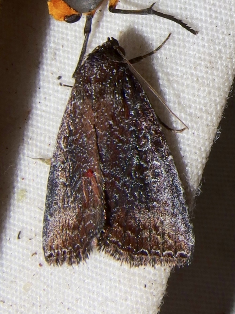 Ogdoconta margareta