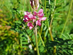 Onobrychis viciifolia