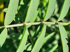 Onobrychis viciifolia