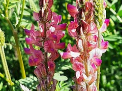 Onobrychis viciifolia
