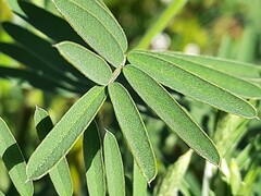 Onobrychis viciifolia