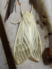 Amastus alba