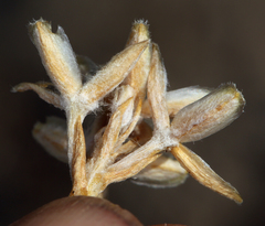 Tetradymia glabrata