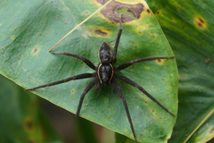 Dolomedes triton