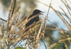 Pseudoleistes guirahuro
