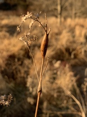 Neolasioptera perfoliata