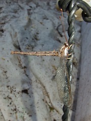 Ascaloptynx appendiculata