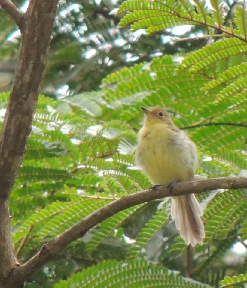 Minas Gerais Tyrannulet illustration