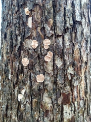 Aleurodiscus oakesii