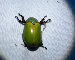 Platycoelia pomacea