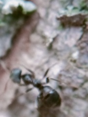 Lasius