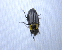 Oxelytrum discicolle