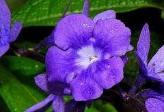 Petrea bracteata