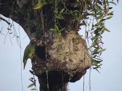 Amazona brasiliensis