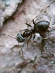 Lasius