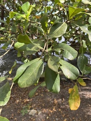 Terminalia buceras