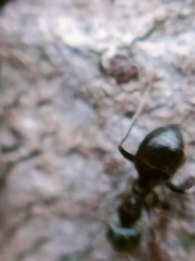 Lasius