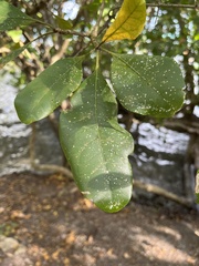 Terminalia buceras