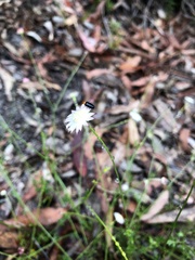 Actinotus minor