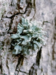 Ramalina fastigiata