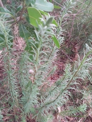 Baccharis coridifolia