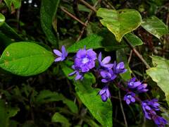 Petrea bracteata