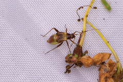 Closterotomus fulvomaculatus
