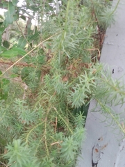 Baccharis coridifolia