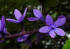 Petrea bracteata