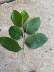 Bridelia leichhardtii