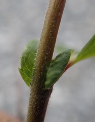 Salix hastata