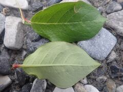 Salix hastata