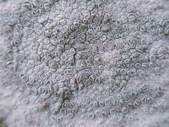 Lecanora carpinea