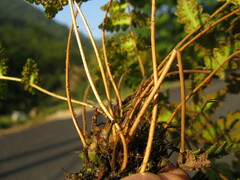 Woodsia macrochlaena