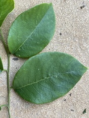 Bridelia leichhardtii