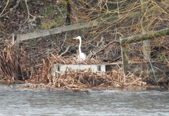 Ardea alba alba