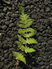 Woodsia macrochlaena