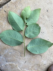 Bridelia leichhardtii