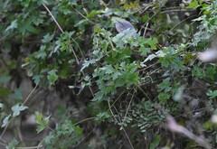 Clematis drummondii
