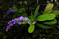 Petrea bracteata