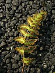 Woodsia macrochlaena