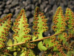 Woodsia macrochlaena