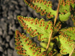 Woodsia macrochlaena