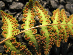 Woodsia macrochlaena