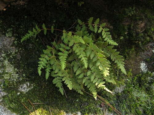 Woodsia macrochlaena iNat (1)