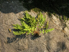 Woodsia macrochlaena