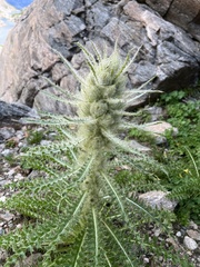 Cirsium scariosum