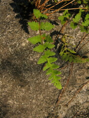 Woodsia macrochlaena