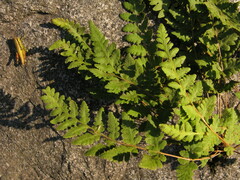 Woodsia macrochlaena